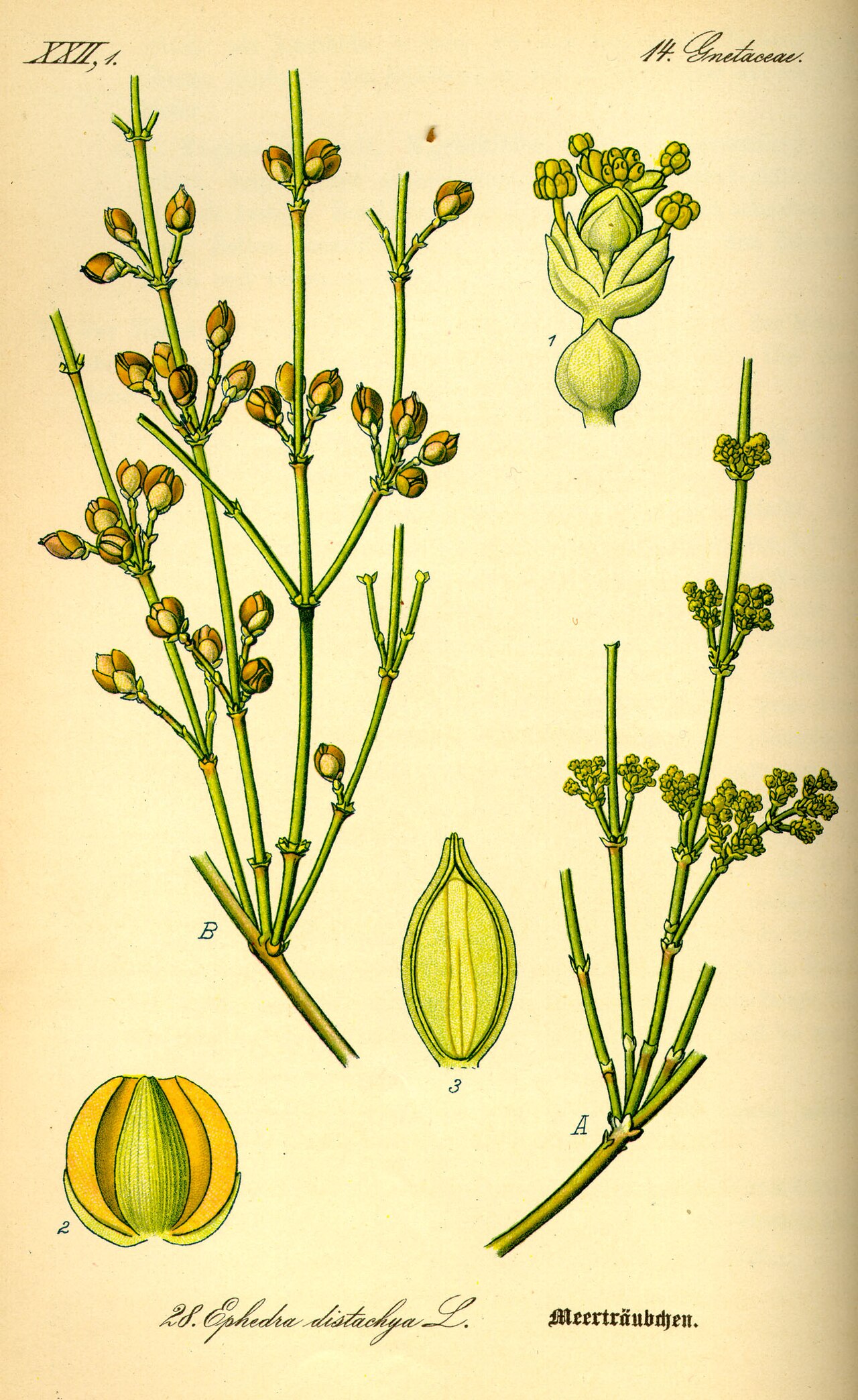 Botanical plate of Ephedra distachya showing jointed green branches, reproductive structures and enlarged seed details on cream paper