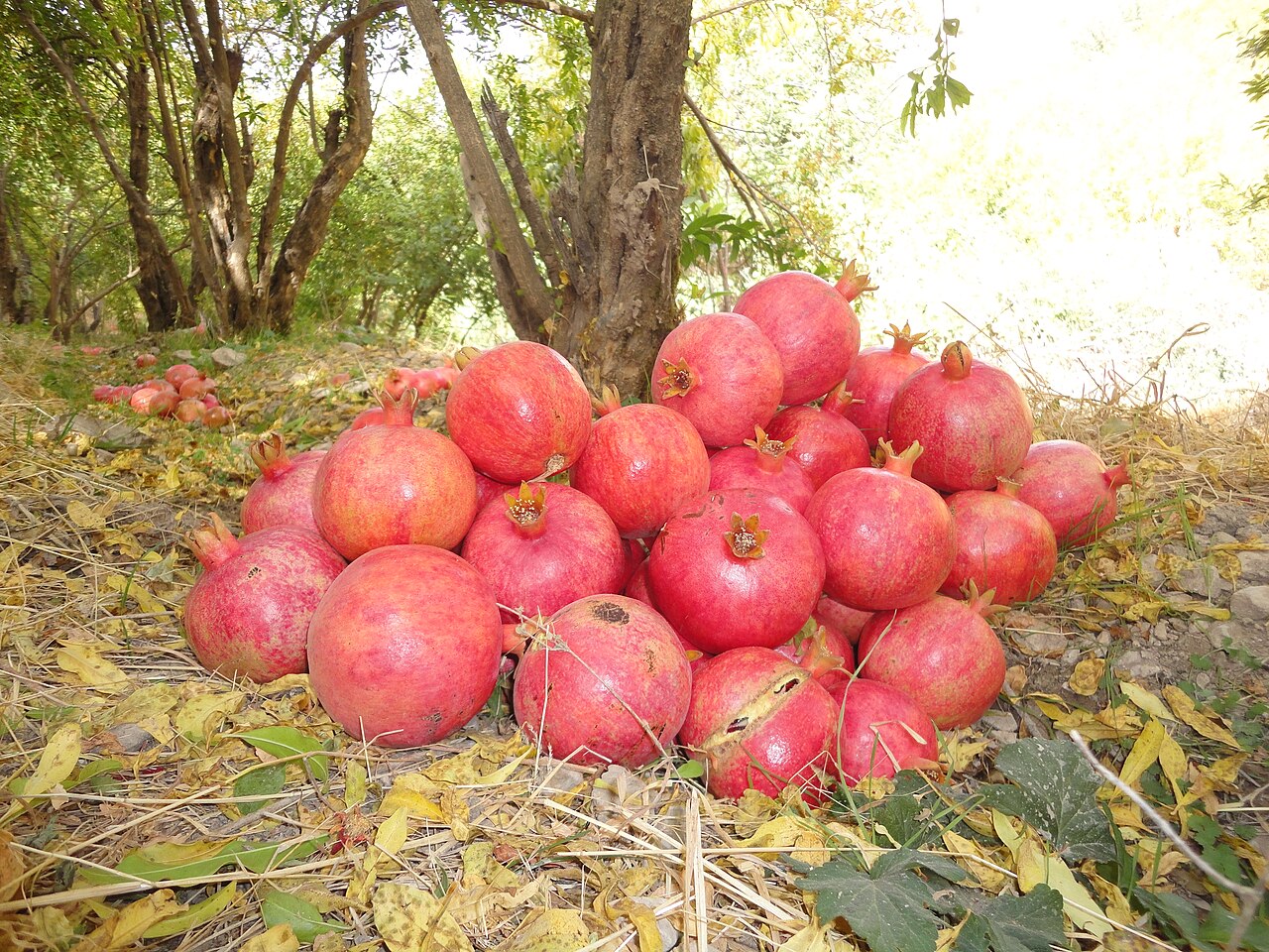 Pile of red pomegranates beneath trees among grass and fallen leaves at Sazan